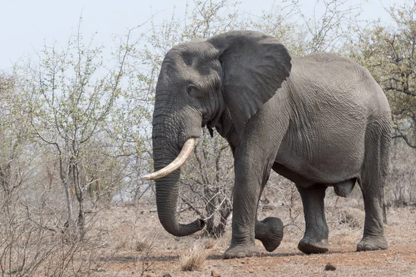 African Elephant Loxodonta Africana Big Bull Walking Kruger National Park — Stock Photo, Image