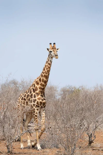 Kirahvi Giraffa Camelopardalis Kävelee Pensaassa Krugerin Kansallispuisto Etelä Afrikka — kuvapankkivalokuva