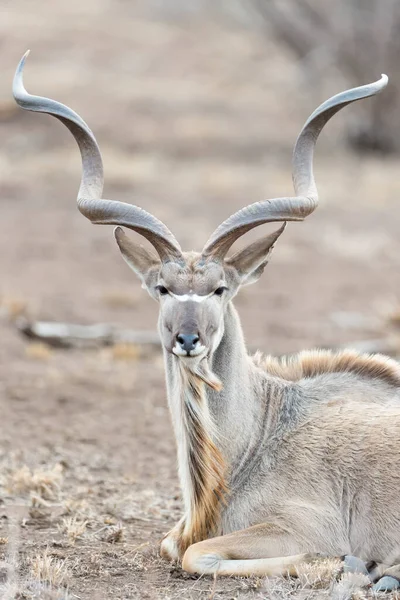 Greater Kudu Tragelaphus Strepsiceros Retrato Masculino Olhando Para Câmera Kruger — Fotografia de Stock