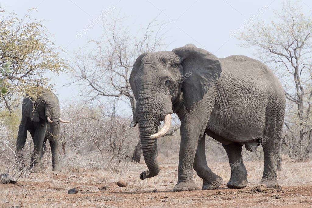 African Elephant (Loxodonta africana), big bull, walking, Kruger national park, South Africa.