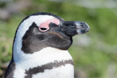 Afrika pengueni, eşek pengueni, siyah ayaklı penguen (Spheniscus demersus), portre, Betty 's Bay, Güney Afrika