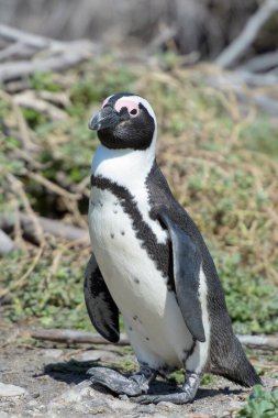 Afrika pengueni, eşek pengueni, siyah ayaklı penguen (Spheniscus demersus), yuva başında duran portre, Betty 's Bay, Güney Afrika