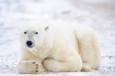 Büyük erkek kutup ayısı (Ursus maritimus) tundrada uzanmış kameraya, Churchill 'e, Manitoba' ya, Kanada 'ya bakıyor..