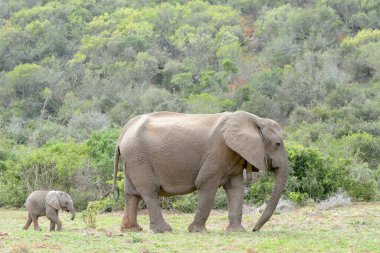 Afrika Fili (Loxodonta africana) anne, Addo Ulusal Parkı, Doğu Cape Eyaleti, Güney Afrika