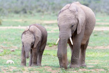 İki Afrika Fili (Loxodonta africana) çocuk birlikte yürüyor, Addo Ulusal Parkı, Doğu Cape Eyaleti, Güney Afrika