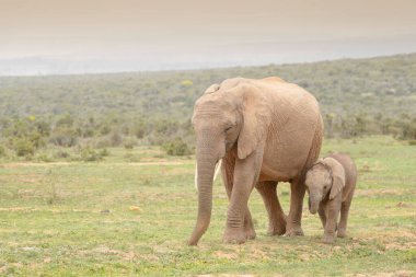 Afrika Fili (Loxodonta africana) annesi, Addo Ulusal Parkı, Doğu Cape Eyaleti, Güney Afrika