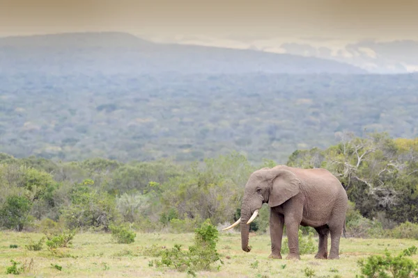 Afrikanischer Elefantenbulle Loxodonta Africana Beim Wandern Der Landschaft Addo Nationalpark — Stockfoto