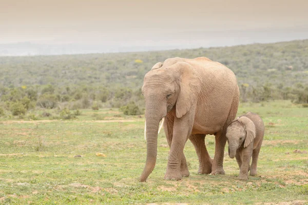 Elefante Africano Loxodonta Africana Bebé Caminando Con Madre Parque Nacional — Foto de Stock