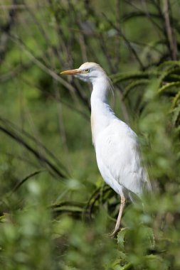 Güney Afrika 'da ağaca tünemiş Egret (Bubulcus ibis) sığırı.