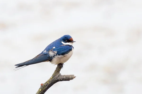 Rondine Dalla Gola Bianca Hirundo Albigularis Siede Ramo Sud Africa — Foto Stock