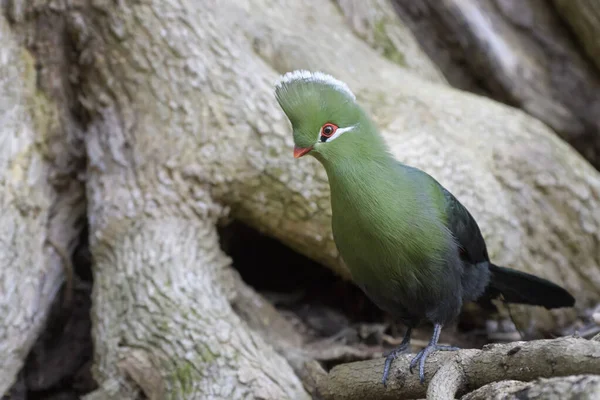 南非伊甸园的Knysna Turaco Tauraco Corythaix 栖息在森林地面上 — 图库照片