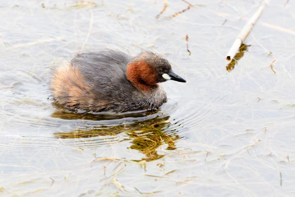 Little Grebe Tachybaptus Ruficollis Swimming Water Wilderness National Park South — Stock Photo, Image
