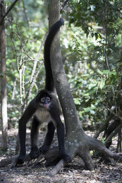 Spindelapa Ateles Paniscus Skogen Rehabiliteringscenter Monkeyworld Sydafrika — Stockfoto