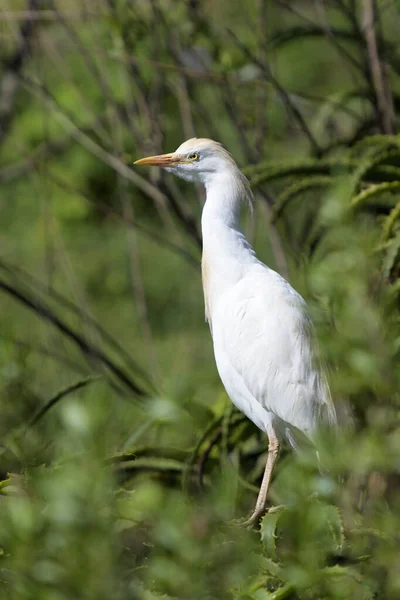 Цапля Крупного Рогатого Скота Bubulcus Ibis Посаженная Дерево Южная Африка Стоковая Картинка