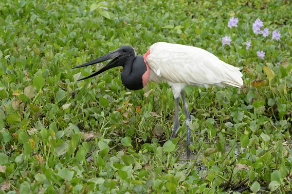 Jabiru Leyleği Jabiru Bakterisi Bataklıkta Balık Yer Pantanal Brezilya — Stok fotoğraf