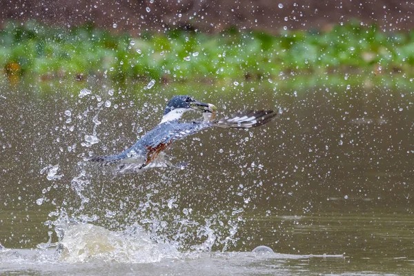 Ringefisk Megaceryle Torquata Dykking Opp Med Fanget Fisk Brasil Pantanal – stockfoto