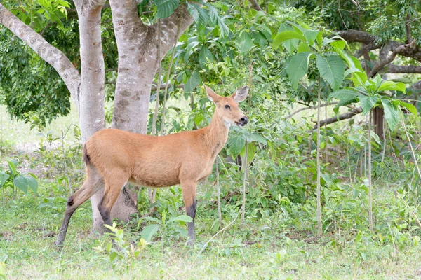 Marsh Deer Blastocerus Dichotomus Femmina Pantanal Brasile — Foto Stock