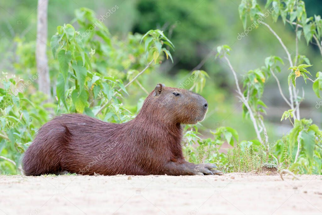 Capybara (Hydrochaeris hydrochaeris) lying down on riverbank, Pantanal, Mato Grosso, Brazil