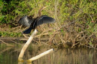 Anhinga (anmeninga anmeninga) kanatlarını kurutur, Pantanal, Brasil.