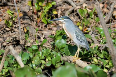 Siyah Taç Giyen Gece Balıkçıl (Nycticorax nycticorax) Brezilya, Pantanal 'da duruyor..