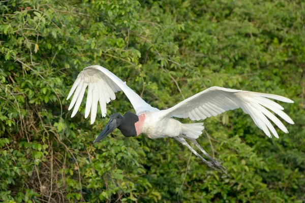 Jabiru Ooievaar Jabiru Mycteria Vliegend Pantanal Brazilië — Stockfoto