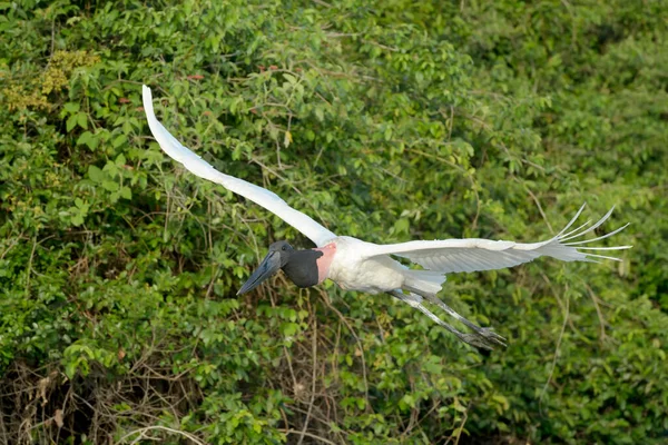 Jabiru Stork Jabiru Mycus Flying Panti Brazil — стоковое фото