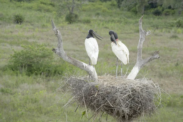 Dos Cigüeña Jabirú Jabiru Mycteria Pie Nido Pantanal Brasil —  Fotos de Stock