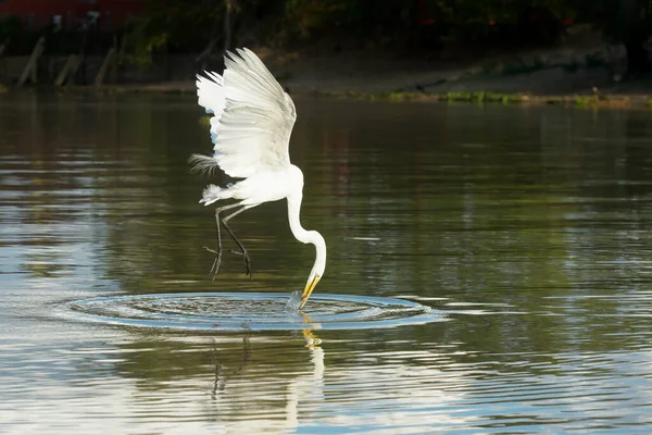 Plan Action Grande Aigrette Blanche Casmerodius Albus Attrapant Des Poissons — Photo