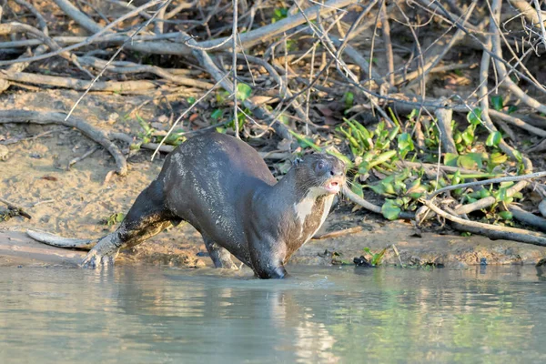 Obří Vydra Pteronura Brasiliensis Procházka Břehu Řeky Vody Pantanal Mato — Stock fotografie