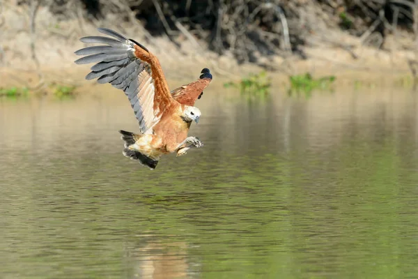 Jestřáb Černý Busarellus Nigricollis Lovící Ryby Pantanal Mato Grosso Brazílie — Stock fotografie