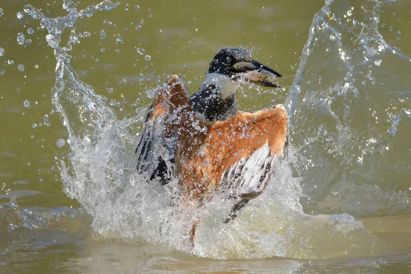 Akční Snímek Ledňáčka Křídlatého Megaceryle Torquata Potápění Zajatými Rybami Brazílie — Stock fotografie