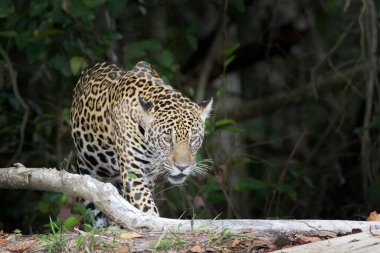 Nehir kıyısında yürüyen Jaguar (Panthera onca), kamera, Pantanal, Mato Grosso, Brezilya