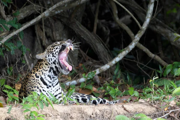 Jaguar Panthera Onca Walking Cuiaba Riverbank Yawning Pantanal Mato Grosso — Stock Photo, Image