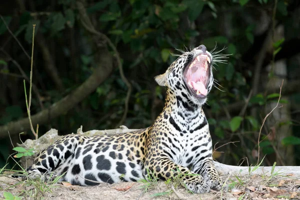 Jaguar Panthera Onca Wandelen Cuiaba Rivieroever Geeuwen Pantanal Mato Grosso — Stockfoto