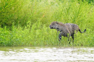 Jaguar (Panthera onca) hunting for cayman in wetland, Pantanal, Mato Grosso, Brazil clipart