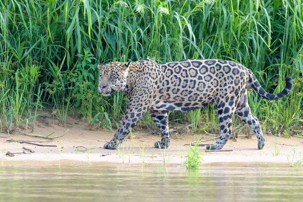 Jaguar Panthera Onca Wandelen Cuiaba Rivieroever Pantanal Mato Grosso Brazilië — Stockfoto