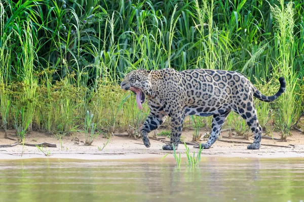 Jaguar Panthera Onca Wandelen Gapen Cuiaba Rivieroever Pantanal Mato Grosso — Stockfoto