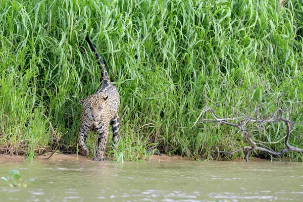 Jaguar Panthera Onca Marking Territory Cuiaba Riverbank Looking Camera Pantanal — Stock Photo, Image