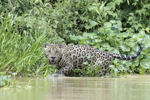 Jaguar Panthera Onca Stalken Rivieroever Camera Bekijken Pantanal Mato Grosso — Stockfoto
