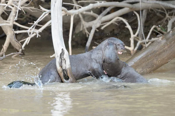 Dvě Obří Vydry Pteronura Brasiliensis Hrající Vodě Pantanal Mato Grosso — Stock fotografie