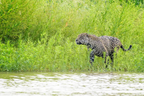 Jaguar Panthera Onca 在巴西马托格罗索州Pantanal湿地捕猎赛艇手 免版税图库照片