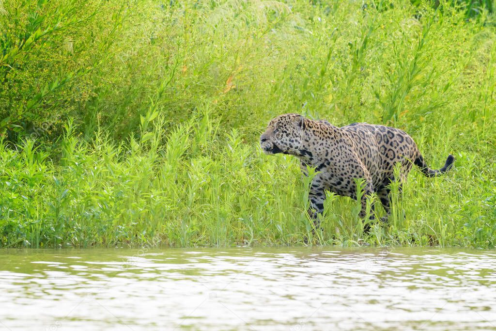 Jaguar (Panthera onca) hunting for cayman in wetland, Pantanal, Mato Grosso, Brazil