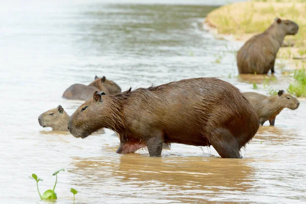 Familia Capybara Hydrochaeris Hydrochaeris Vadeando Río Pantanal Mato Grosso Brasil —  Fotos de Stock