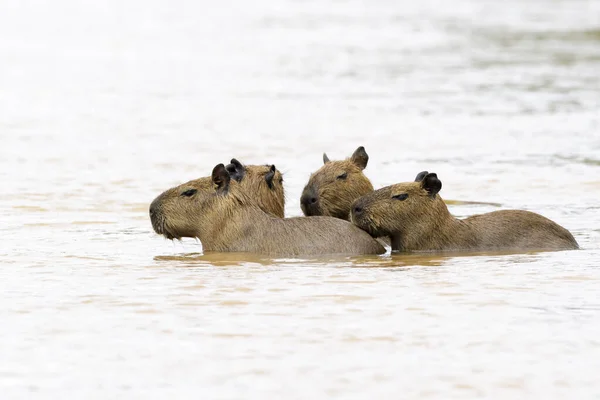 Cuatro Capibara Hydrochaeris Hydrochaeris Juveniles Vadeando Río Pantanal Mato Grosso — Foto de Stock