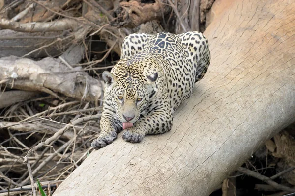 Jaguar Panthera Onca Liggend Omgevallen Boom Likkende Poot Pantanal Mato — Stockfoto
