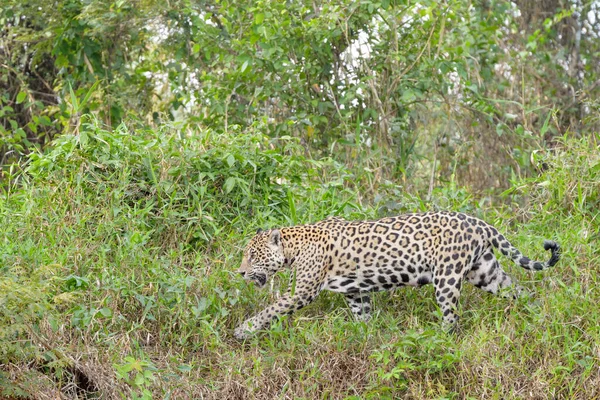 Jaguar Panthera Onca Caminhando Margem Rio Cuiabá Pantanal Mato Grosso — Fotografia de Stock