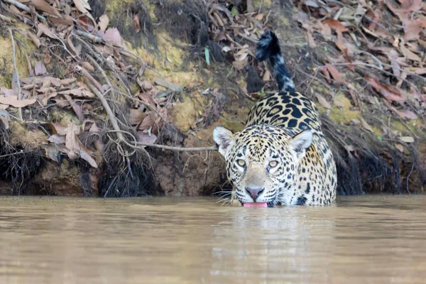 Jaguar Panthera Onca Jagen Het Water Voor Kaaiman Kijkend Naar — Stockfoto