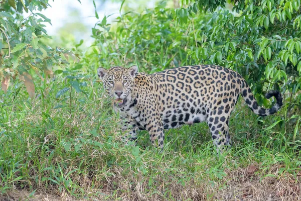 Jaguar Panthera Onca Staande Cuiaba Rivieroever Pantanal Mato Grosso Brazilië — Stockfoto