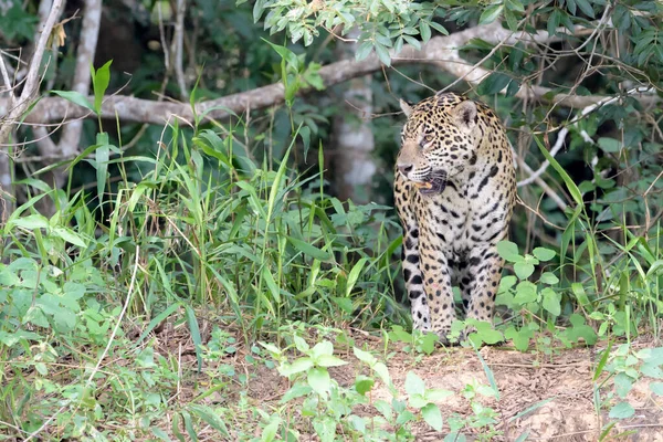 Jaguar Panthera Onca Cuiaba Elvebredd Pantanal Mato Grosso Brasil – stockfoto