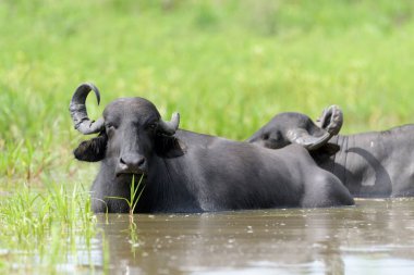 Water buffalo or Domestic Asian water buffalo (Bubalus bubalis) lying down in river, Pantanal, Mato Grosso, Brazil